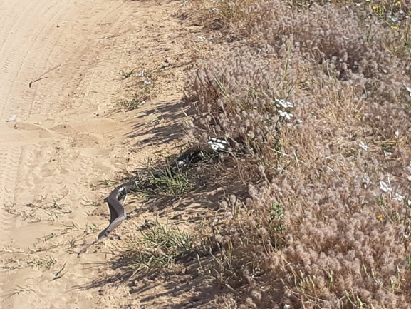 Ophisaurus apodus  photographed by אלון פן 