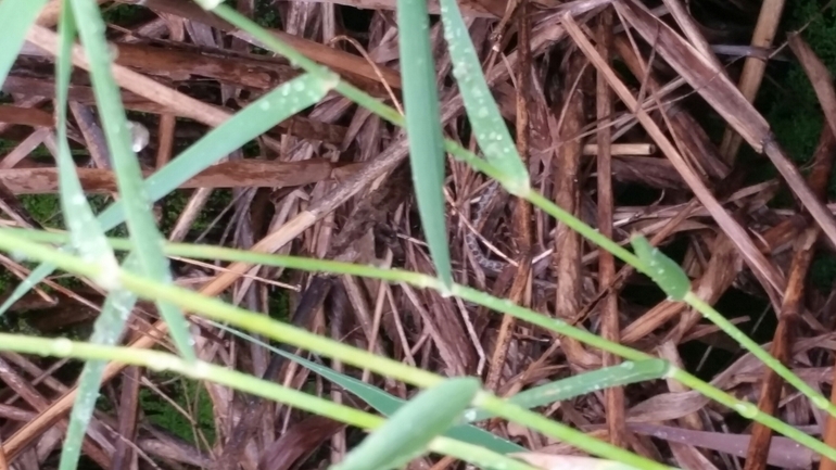 Natrix tessellata tessellata  photographed by יורם מלכה 