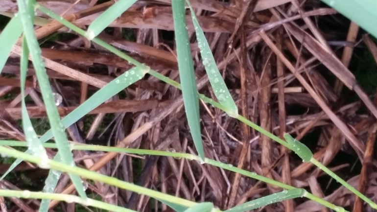 Natrix tessellata tessellata  photographed by יורם מלכה 