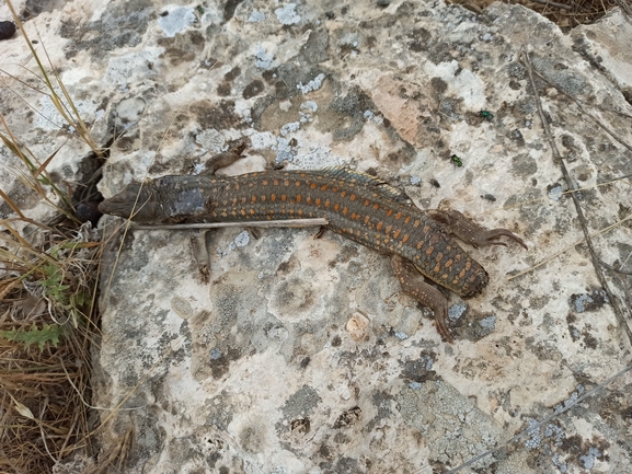 Eumeces schneideri  photographed by בעז שחם 