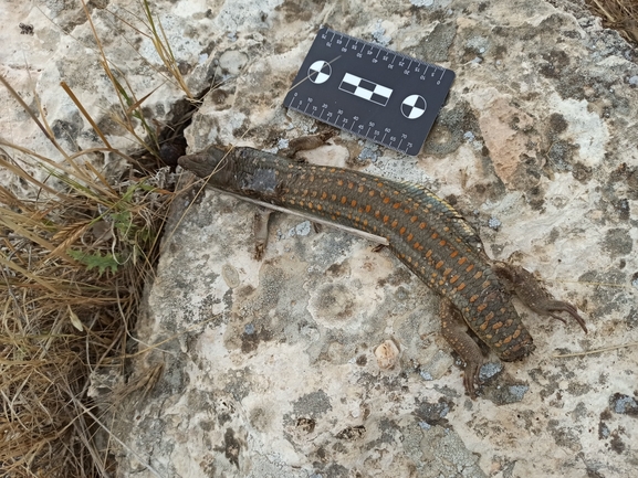 Eumeces schneideri  photographed by בעז שחם 