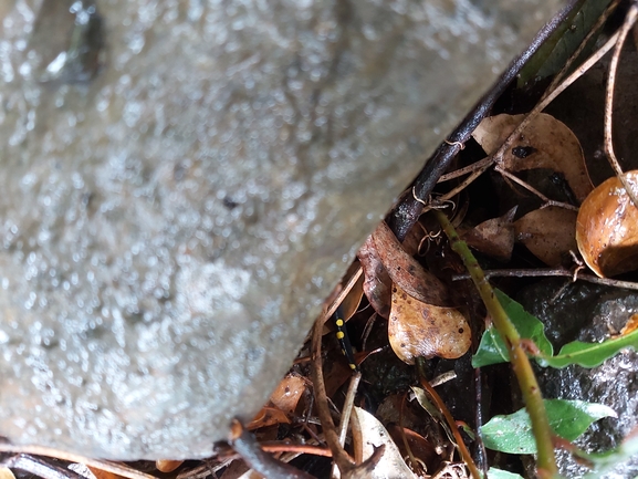 Salamandra infraimmaculata  photographed by ג'לאא בשארה 