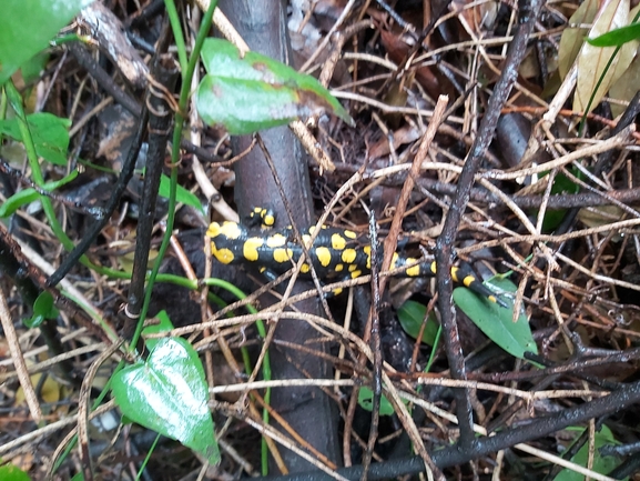 Salamandra infraimmaculata  photographed by ג'לאא בשארה 