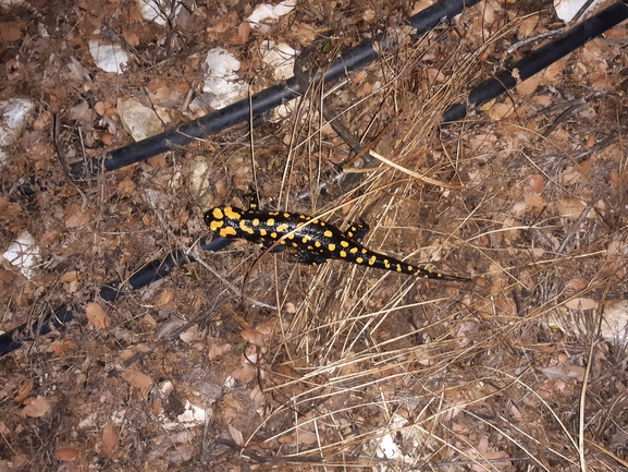 Salamandra infraimmaculata  photographed by גיל בן-עזרא 