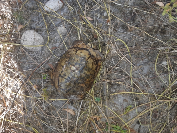 Testudo graeca  photographed by סיון מרדוק 