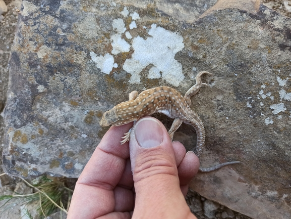 Acanthodactylus beershebensis  photographed by בעז שחם 