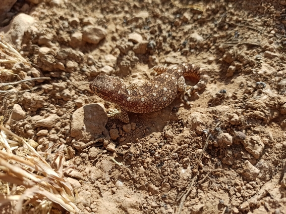 Stenodactylus sthenodactylus sthenodactylus  photographed by בעז שחם 