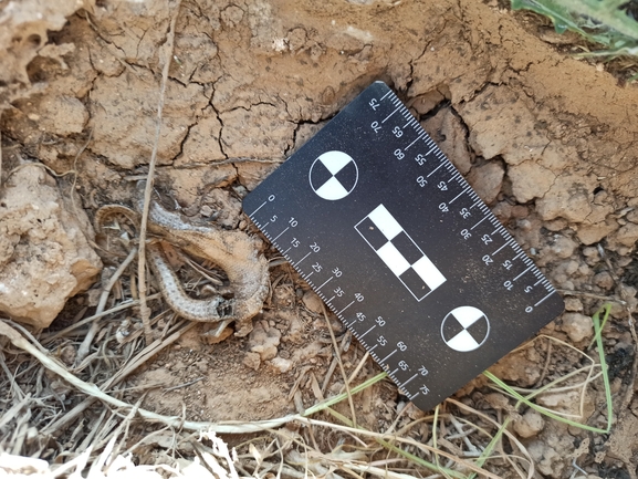 Chalcides ocellatus  photographed by בעז שחם 