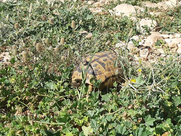 Testudo graeca  photographed by רמי יוספי 