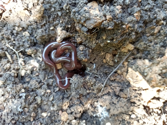 Typhlops vermicularis  photographed by בעז שחם 