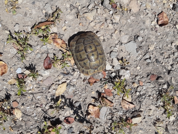 Testudo graeca  photographed by סיון מרדוק 