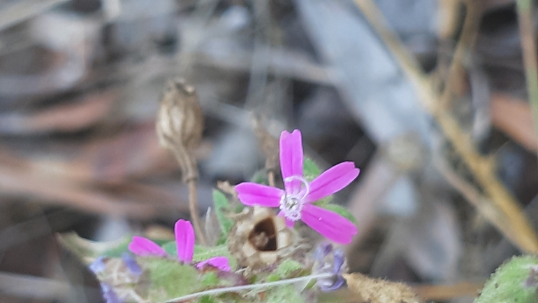 Trionyx triunguis  photographed by עופרה פרידמן 