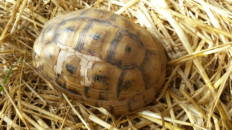 Testudo graeca  photographed by עמרי שרון 