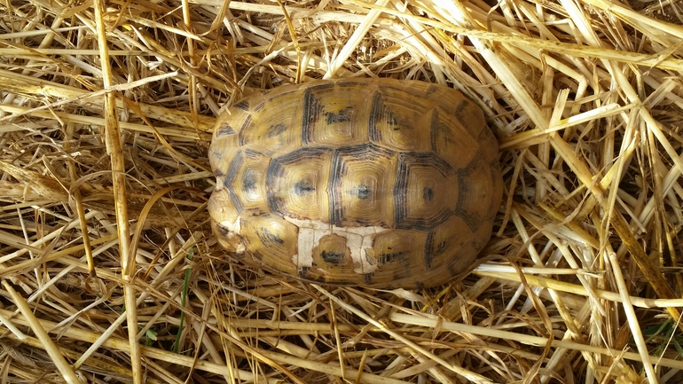 Testudo graeca  photographed by עמרי שרון 