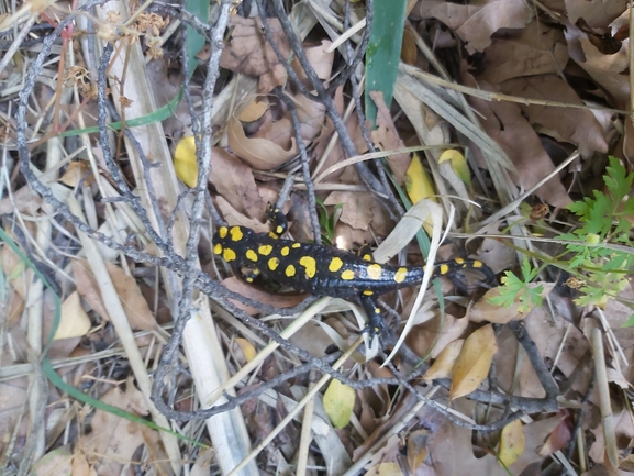 Salamandra infraimmaculata  photographed by ג'לאא בשארה 