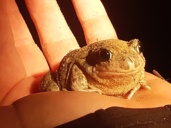 Pelobates syriacus syriacus  photographed by סיון מרדוק 