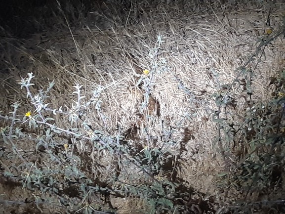 Vipera palaestinae  photographed by סיון מרדוק 