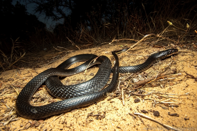 Dolichophis jugularis  photographed by סיון מרדוק 