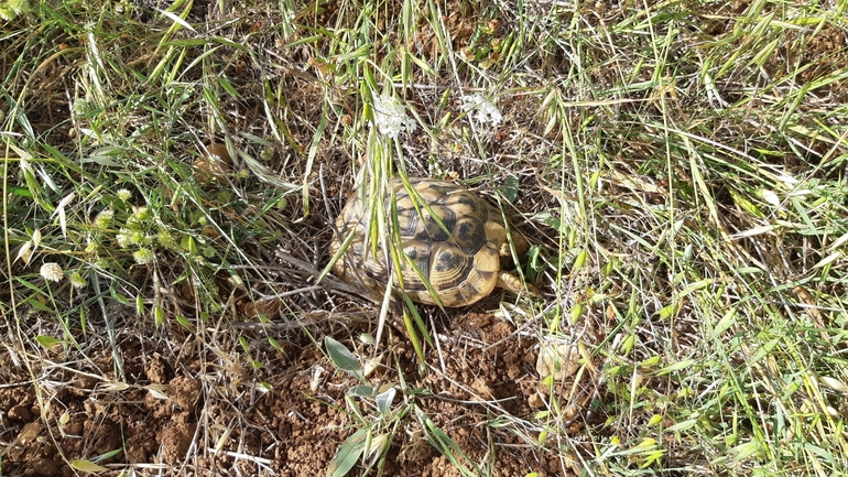 Testudo graeca  photographed by אריאל קדם 