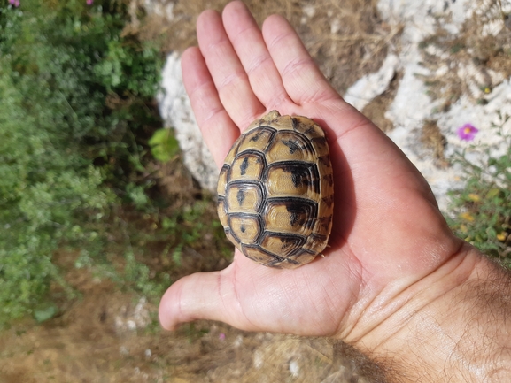 Testudo graeca  photographed by urio@npa.org.il 