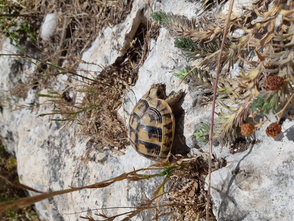 Testudo graeca  photographed by urio@npa.org.il 