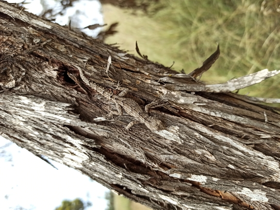 Cyrtodactylus kotschyi orientalis  photographed by בעז שחם 