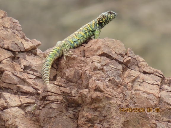 Uromastyx ornata  צולם על ידי יובל שגיא 