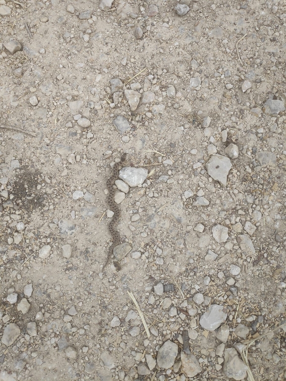 Eirenis coronella  photographed by אריאל קדם 