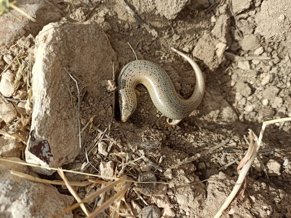 Chalcides ocellatus  photographed by בעז שחם 