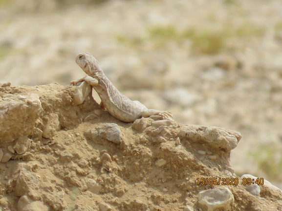 Uromastyx aegyptia  צולם על ידי יובל שגיא 