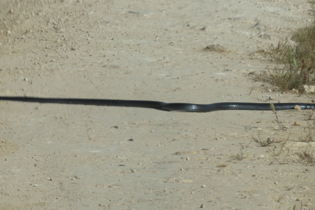 Dolichophis jugularis  photographed by רן פרץ 