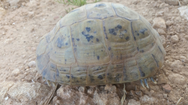 Testudo graeca  photographed by עמרי שרון 