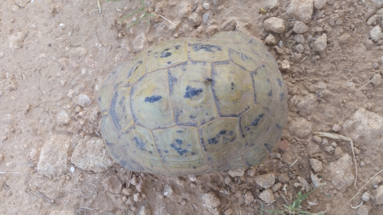 Testudo graeca  photographed by עמרי שרון 