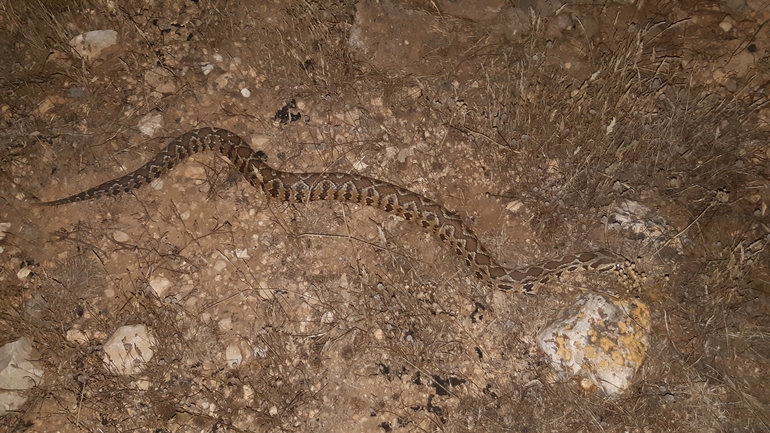 Vipera palaestinae  photographed by אריאל קדם 