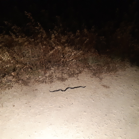 Atractaspis engaddensis  photographed by גונן בהיר 