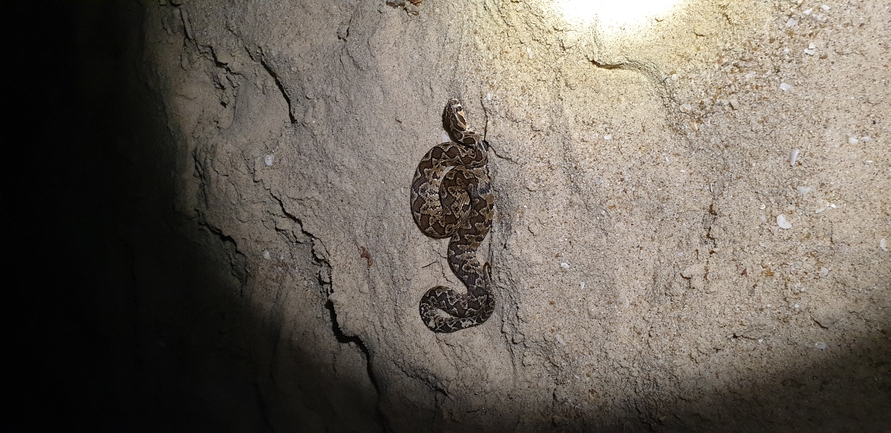 Vipera palaestinae  photographed by שלומי עמרן 