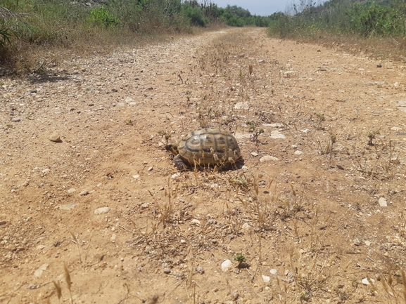 Testudo graeca  photographed by רמי יוספי 