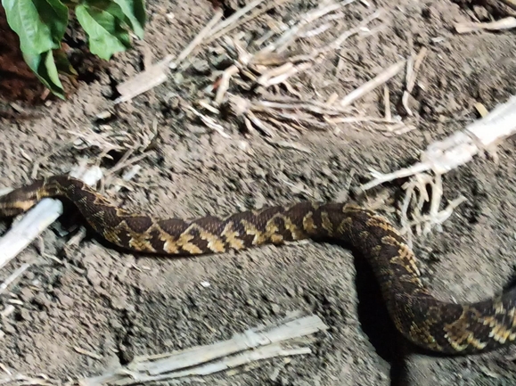 Vipera palaestinae  photographed by סיון מרדוק 