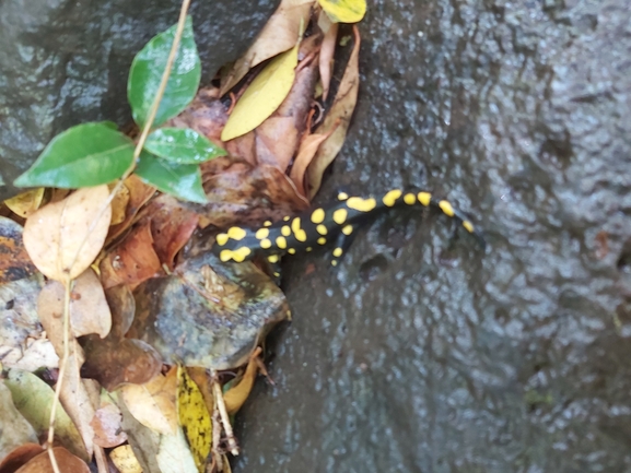 Salamandra infraimmaculata  photographed by ג'לאא בשארה 