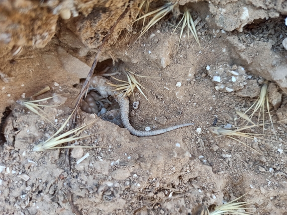 Acanthodactylus beershebensis  photographed by בעז שחם 