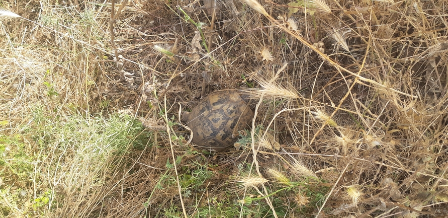 Testudo graeca  photographed by איתי לחמי 