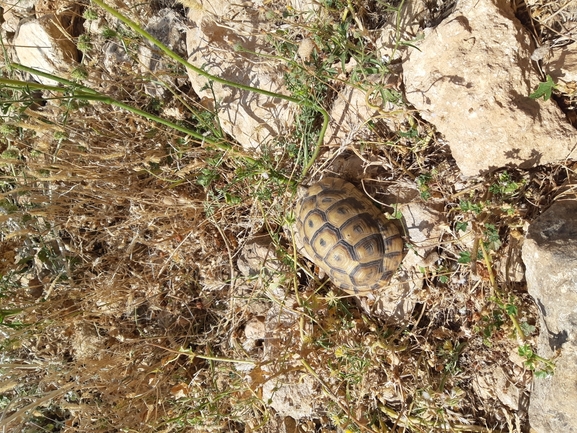 Testudo graeca  photographed by רמי יוספי 