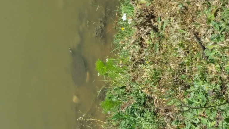 Trionyx triunguis  photographed by יורם מלכה 