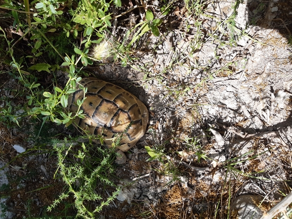 Testudo graeca  photographed by גיל בן-עזרא 