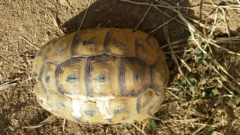 Testudo graeca  photographed by עמרי שרון 