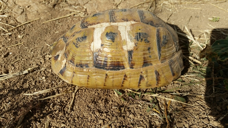 צב-יבשה מצוי  צולם על ידי עמרי שרון 