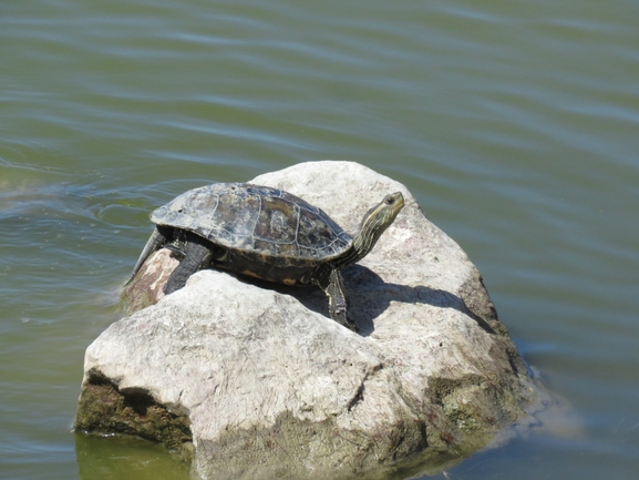 Mauremys caspica rivulata  photographed by איליה בסקין 