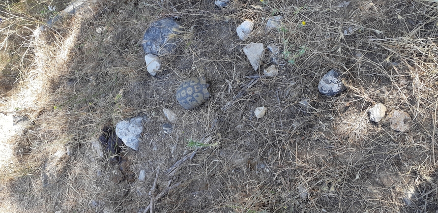 Testudo graeca  photographed by אורן חן 