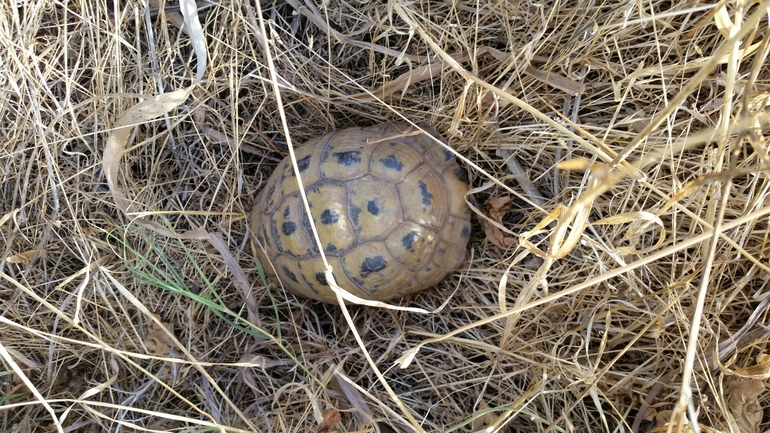 Testudo graeca  photographed by עמרי שרון 