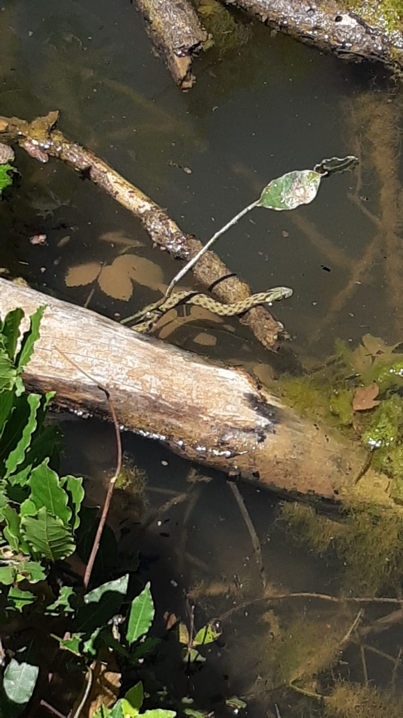 Natrix tessellata tessellata  